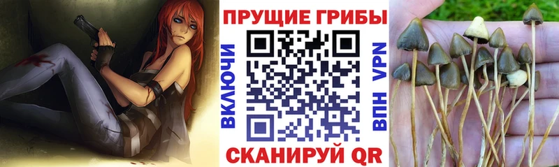 купить наркотики цена Старый Оскол Псилоцибиновые грибы MAGIC MUSHROOMS